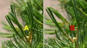 Potatura di Bonsai di pino bianco (Pinus pentaphylla) - Accorciamento delle candele