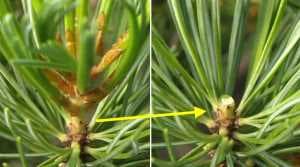 Potatura di Bonsai di pino bianco (Pinus pentaphylla) - Goccia di resina