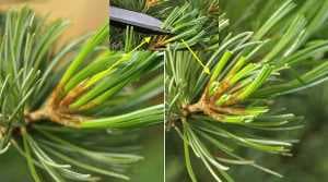 Japanese white pine bonsai pruning - Shorten of needles
