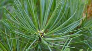 Potatura di Bonsai di pino bianco (Pinus pentaphylla) - Nuove gemme dopo il taglio