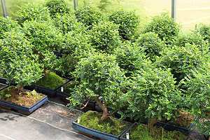 Pepper tree bonsai (Zanthoxylum piperitum) - Our stock after pruning