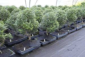 Chinese pepper tree (Zanthoxylum) bonsai - stock after import