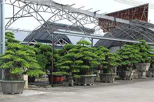 Buddhist pine bonsai (Podocarpus): Large bonsai at a market in Houngshou