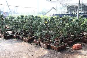 Buddhist pine bonsai (Podocarpus): Bonsai before import