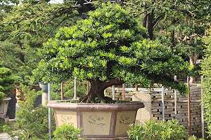 Buddhist pine bonsai (Podocarpus) on a bonsai market in south china