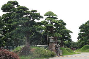Buddhist pine bonsai (Podocarpus) on a bonsai market in china