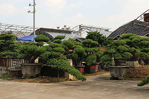 Pin des Bouddhistes (Podocarpus) sur un marché de bonsaï en Chine