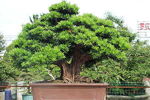 Pin des Bouddhistes (Podocarpus) sur un marché de bonsaï en Chine