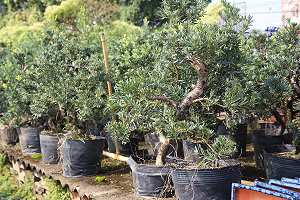 Buddhist pine bonsai (Podocarpus): Prebonsai in a plastic pot