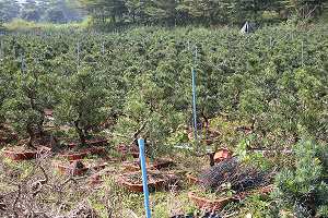 Buddhist pine bonsai (Podocarpus): Field cultivation in China