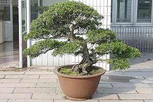 Buddhist pine bonsai (Podocarpus) in Shanghai