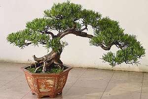 Buddhist pine bonsai (Podocarpus) in Shanghai