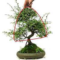 Przycinanie bonsai