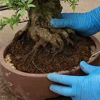 Griffe à racines - Griffes Ryuga pour le rempotage des bonsai