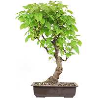Klon amurski bonsai (Acer ginnala)