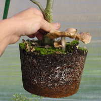 Griffe à racines - Griffes Ryuga pour le rempotage des bonsai