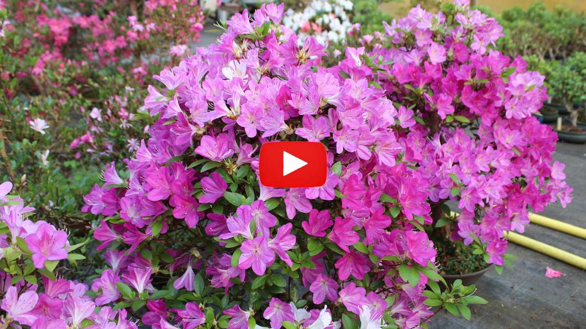 Video: Flor de azalea bonsái