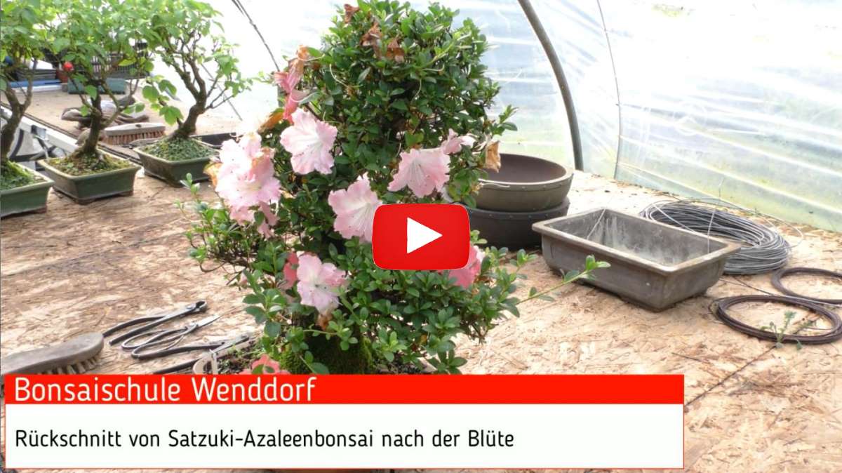 Video: Taille le bonsaï d'azalée