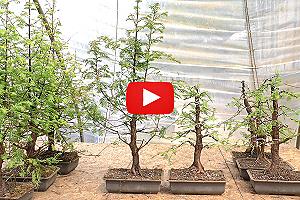 Video: Le bonsaï Metaséquoia - Mise en forme d'un pré-bonsaï