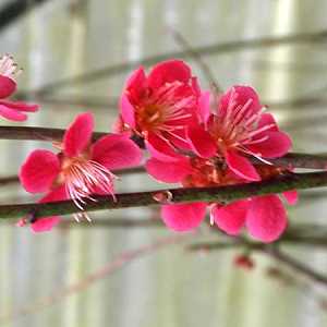 Aprikose (Prunus mume) - Sorte Benichidori
