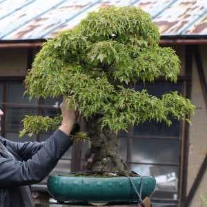 Klon Bürgera bonsai (Acer buergerianum) w Japonii