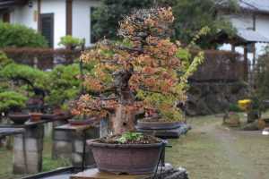 Bonsái de arce tridente (Acer buergerianum) en Japón