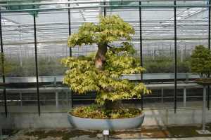 Dreispitzahornbonsai (Acer buergerianum) in Japan