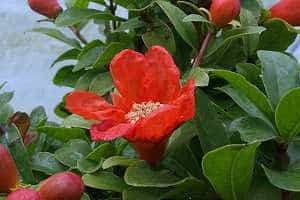 Pomegranate bonsai (Punica granatum) - flower