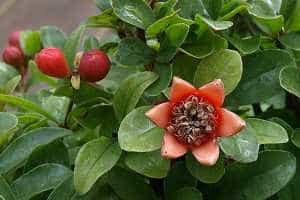 Granatapfelbonsai (Punica granatum) - Blüte