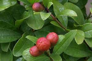 Granatapfelbonsai (Punica granatum) - Blüteknospen
