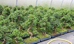 Chinese privet bonsai (Ligustrum sinensis) - Our stock in Wenddorf