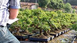 Ligustr chiński bonsai (Ligustrum sinensis) - Selekcja bonsai w szkółce w Chinach