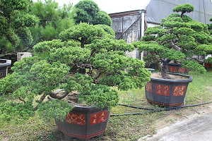 Bonsai de enebro (Juniperus chinensis) en un mercado de bonsáis en el sur de China 
