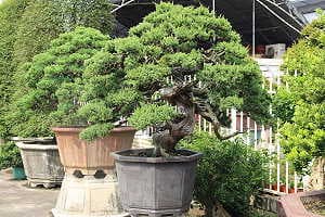Bonsái de enebro (Juniperus chinensis) en un mercado de bonsáis en el sur de china