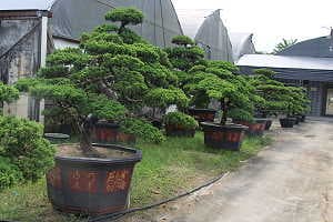 Juniperus bonsai (Juniperus chinensis) on a bonsai market in china