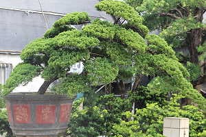 Juniperus bonsai (Juniperus chinensis) on a bonsai market in china