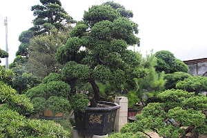 Bonsái de enebro (Juniperus chinensis) en un mercado de bonsáis en el sur de china