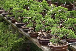 Juniperus bonsai (Juniperus chinensis) in a japanese export bonsai nursery