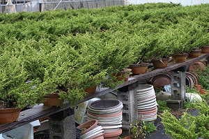 Le bonsaï de genévrier (Juniperus chinensis) dans les pépinières d'exportation japonaises