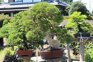 Bonsái de enebro (Juniperus chinensis) en un vivero japonés de bonsáis de exportación