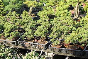 Bonsái de enebro (Juniperus chinensis) en un vivero japonés de bonsáis de exportación