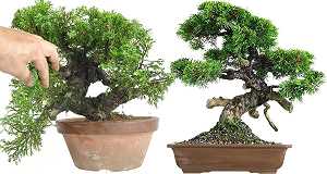 Prébonsaï Juniperus, Importations du Japon 2015. Ces plants peuvent rapidement faire de beaux bonsaïs Juniperus