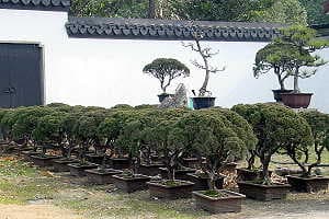 Bonsaï Genévrier (Juniperus sabina) - Photos du Jardin Botanique de Shanghai