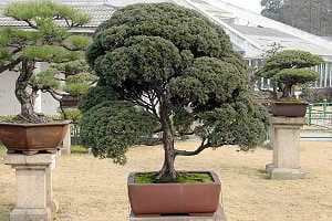 Bonsái de enebro (Juniperus sabina) - Imágenes del Jardín Botánico de Shanghai