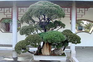 Bonsái de enebro (Juniperus sabina) - Imágenes del Jardín Botánico de Shanghai
