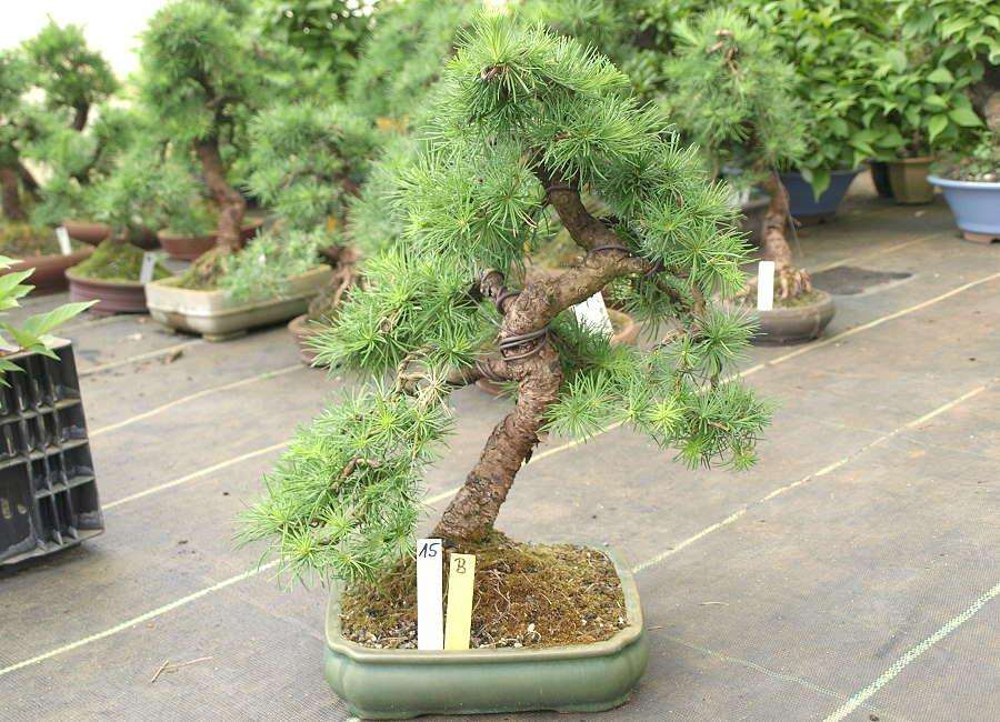 Engrais BIO Hiryo bonsai Conifères 1,9 KG NPK 534 Micro-granulés