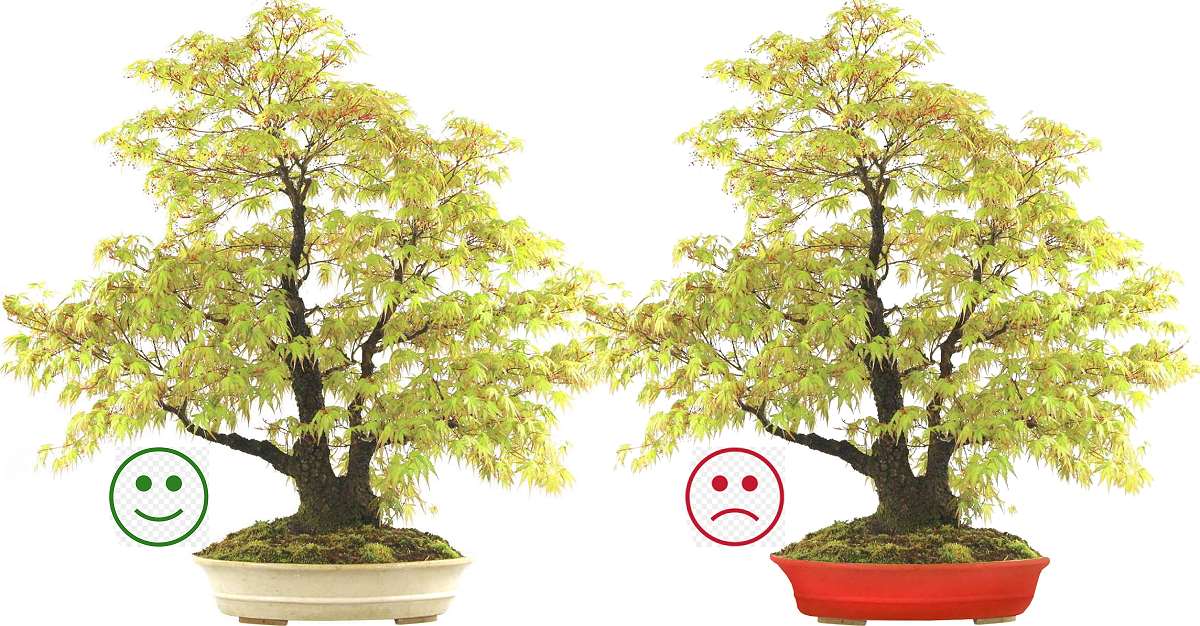 Quelle couleur de pot à bonsai choisir ?