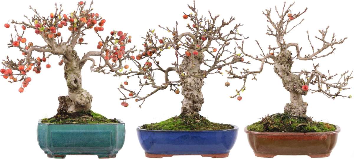 Poterie bonsai cascade ou semie cascade en grés non émaillé
