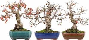 Jabłoń bonsai z różnymi, w dużej mierze dopasowanymi doniczkami bonsai
