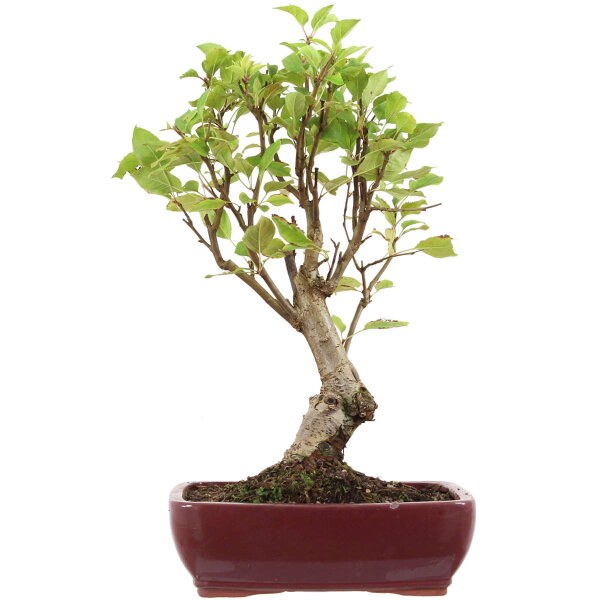 Japanischer Bergapfel, Bonsai, 9 Jahre, 47cm